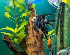 Zoologia de Invertebrados